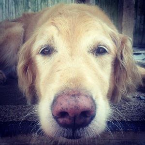 Meet your Posher, Pam